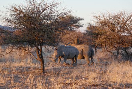 Namibia mit Jugendlichen - Safari im privaten Tierreservat - Nashörner