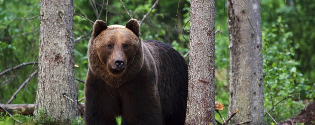 Estland mit Kindern - Estland for family - Braunbär