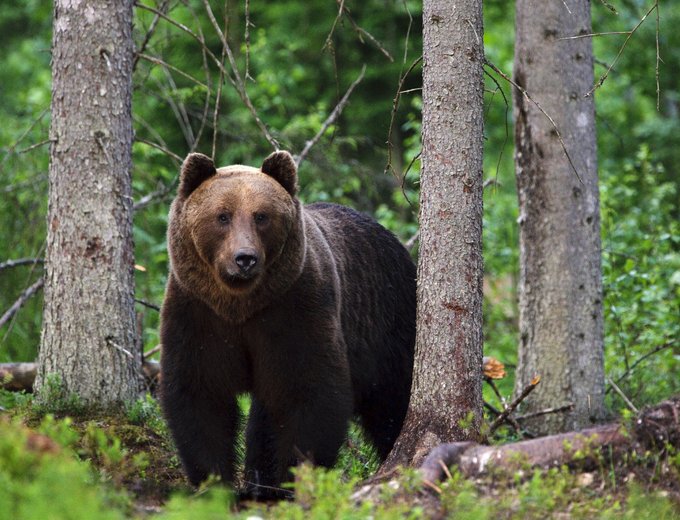 Estland mit Kindern - Estland for family - Braunbär