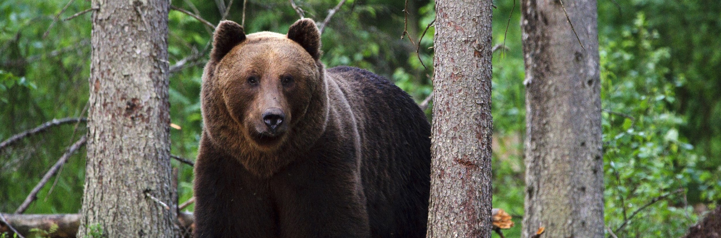 Estland mit Kindern - Estland for family - Braunbär