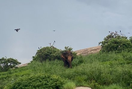 Sri Lanka mit Jugendlichen - Sri Lanka Family & Teens - Katamaranfahrt - Elefant auf einer Insel