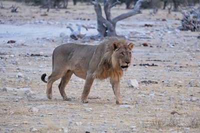 Nambia mit Teenagern - Namibia Familienreise - Löwe Nambia mit Teenagern - Namibia Familienreise - Löwe