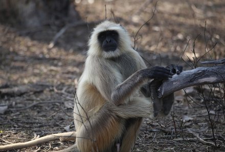 Indien for family - Indien Familienreise - Indischer Langur im Ranthambhore Nationalpark