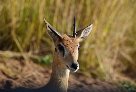 Uganda Familienurlaub - Uganda Family & Teens - Antilope