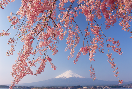 Japan mit Kindern  - Japan for family - Mount Fuji mit Kirschblüten