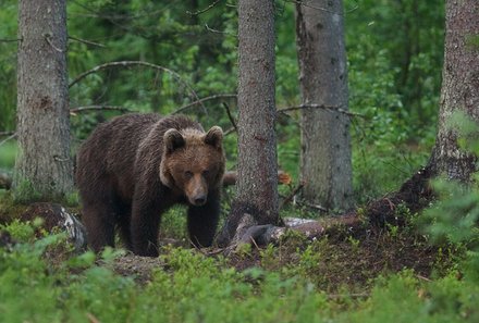 Estland Familienreise - Estland for family - Bär im Wald