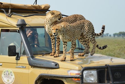 Tansania Familienreise - Tansania Family & Teens - Leopard auf Jeep