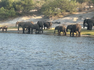 Botswana for family individuell - Familienreise Botswana - Reisefeedback - Elefantenherde am Wasser