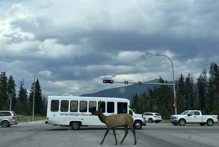 Westkanada Camping for family - Rocky Mountains mit Kindern - Jasper Straße