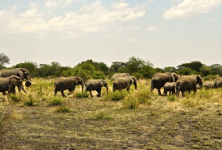 Serengeti mit Kindern individuell - Best of Familiensafari Serengeti - Grumeti Area - Landschaft - Grumeti Elefantenherde