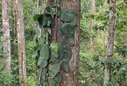 Familienreise Malaysia - Malaysia & Borneo Family & Teens - Pflanzen im Rainforest Discovery Center