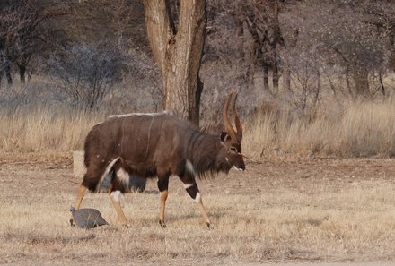 Namibia Familienreise - Namibia for family individuell - Etosha Safari - Gnu