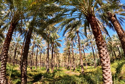 Oman for family individuell - Oman mit Kindern - Palmen in Birkat Al Mauz