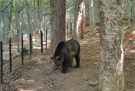 Bulgarien Familienreise - Bulgarien mit Kindern - Bär im Wald