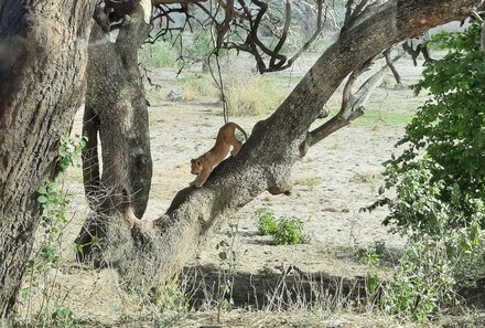 Serengeti mit Kindern individuell - Best of Familiensafari Serengeti - Leopard auf einem Baum