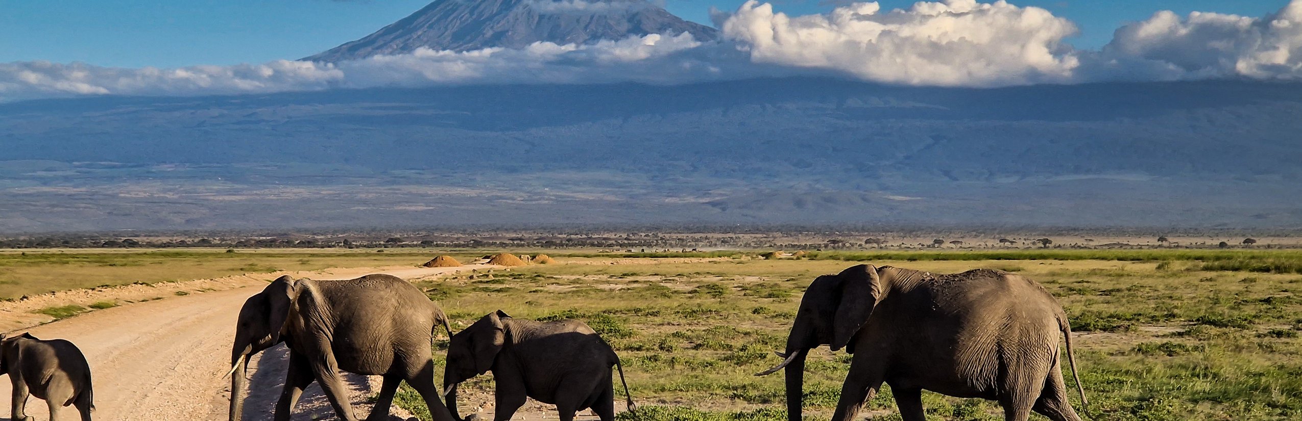 Kenia Familienreise - Kenia Familienurlaub - Elefanten vor Kilimandscharo