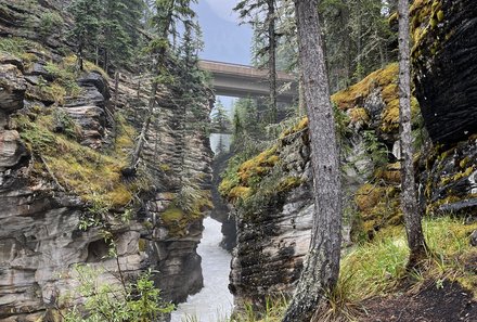 Westkanada Camping for family - Rocky Mountains mit Kindern - Athabasca Wasserfall im Wald