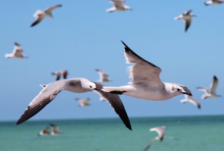 Karibik for family individuell - Tobago - Vögel am Wasser