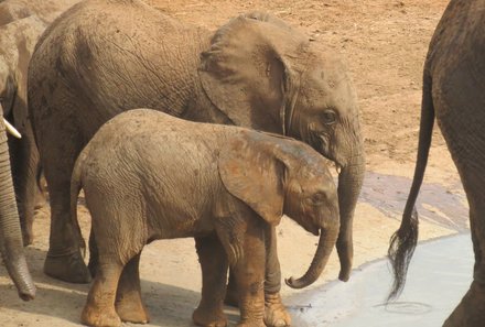 Kenia Familienreise - Kenia for family individuell - Strand & Buschabenteuer - Safari Taita Hills - Elefanten