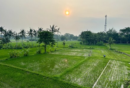 Bali mit Kindern - Bali for family - Anreise nach Bali - Reisterrassen