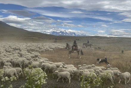 Patagonien Family & Teens - Asado - Schafsherde mit Reiter