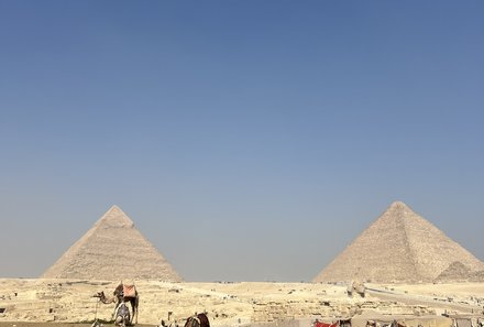 Familienreise Ägypten - Ägypten for family individuell deluxe - Kamele bei den Pyramiden von Gizeh