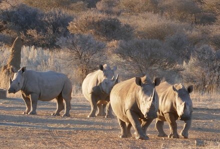 Namibia Familienreise im 4x4 Mietwagen mit Dachzelt - Otjiwa - Nashörner