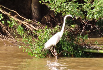 Familienreise Malaysia - Malaysia & Borneo Family & Teens - Flusssafari - Silberreiher