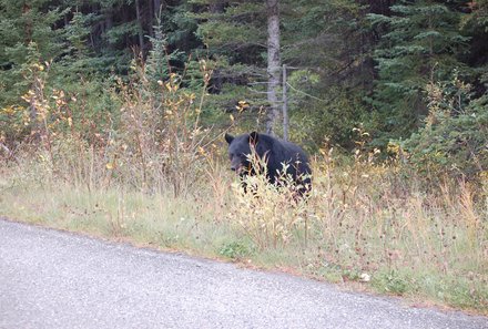 Westkanada Camping for family - Rocky Mountains mit Kindern - schwarzer Grizzly