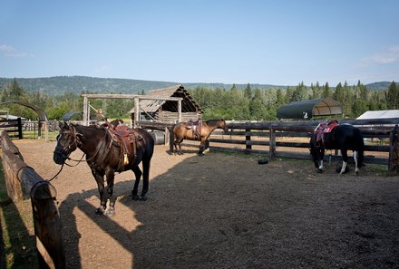 Westkanada for family - Familienurlaub Kanada - Pferde auf der Gray Guest Ranch