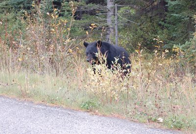 Westkanada for family individuell - Familienreise Kanada - Bär am Straßenrand