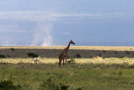 Kenia Familienreise - Kenia for family individuell - Best of Safari & Chale Island - Safari im Amboseli Nationalpark - Giraffe