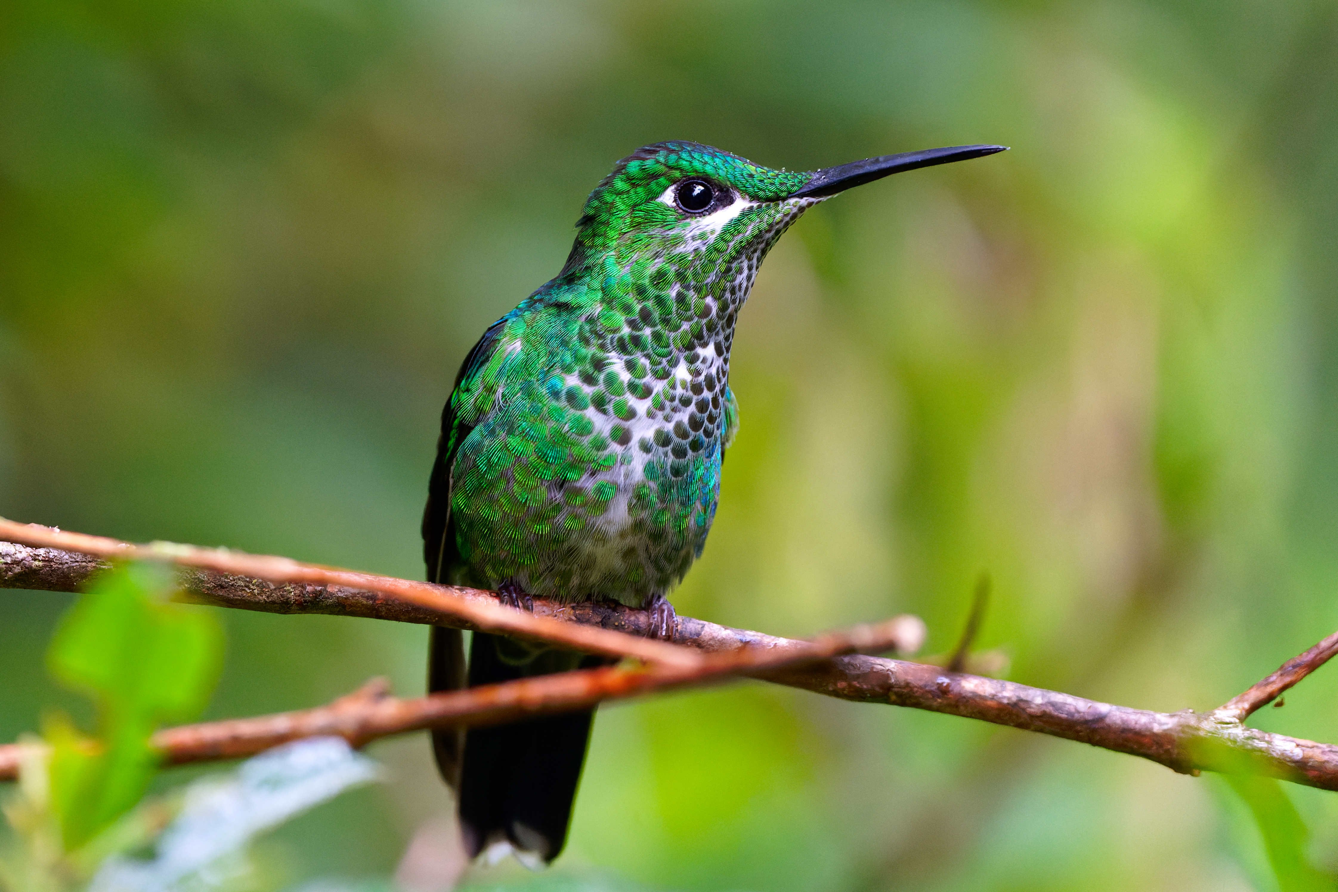 Costa Rica for family - Costa Rica Gruppenreise mit Kindern - Kolibri