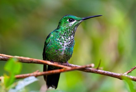 Karibik for family individuell - Trinidad - Kolibri