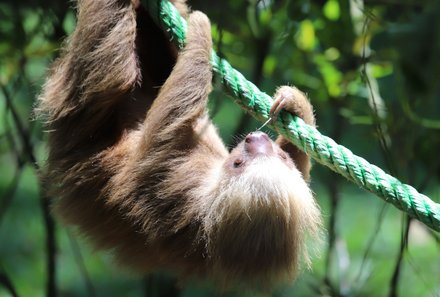 Costa Rica for family Junior - Costa Rica mit Kindern - Wildlife Rescue Center La Fortuna - Faultier