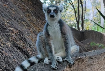 Madagaskar Familienreise - Madagaskar Family & Teens - Katta Lemur sitzt auf Felsen
