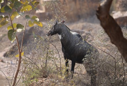 Rundreise Indien mit Kindern - Indien mit Kindern - Safaris - Antilope im Nationalpark