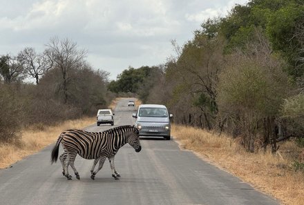 Südafrika Familienreise - Südafrika for family - Pirschfahrt Krüger Nationalpark - Zebra überquert Straße