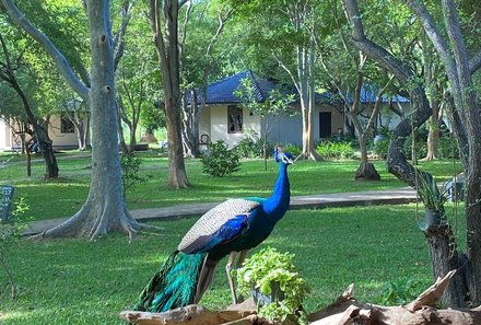 Sri Lanka mit Jugendlichen - Sri Lanka Family & Teens - The Kassapa Lions Rock - Pfau