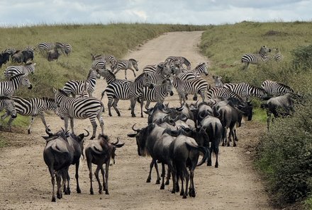 Tansania Familienreise - Tansania for family - Serengeti - Zebras auf dem Weg