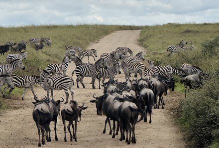 Tansania Familienreise - Tansania Family & Teens - Serengeti Nationalpark - Tierpopulation