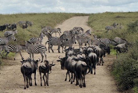 Tansania Familienreise - Tansania for family individuell - Familienabenteuer Tansania - Gnu und Zebraherde