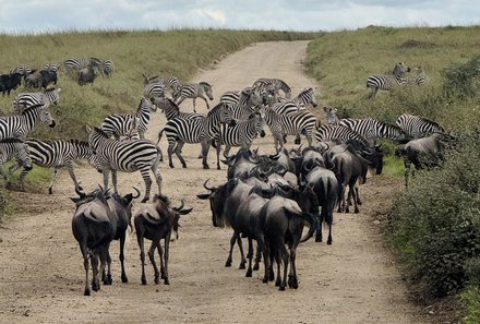 Serengeti mit Kindern individuell - Best of Familiensafari Serengeti - Gnu und Zebraherde