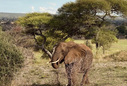 Tansania Familienurlaub - Tansania Family & Teens - Elefant im Tarangire Nationalparl