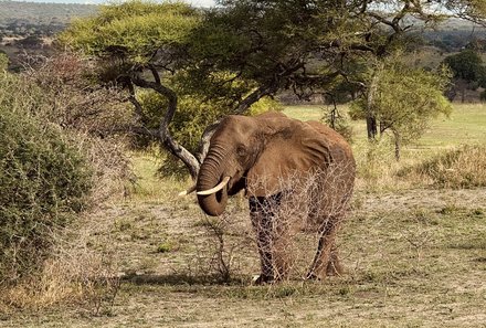 Serengeti mit Kindern individuell - Best of Familiensafari Serengeti - Elefant in der grünen Natur