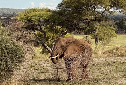 Tansania Familienreise - Tansania for family individuell - Familienabenteuer Tansania - Elefant  im Nationalpark