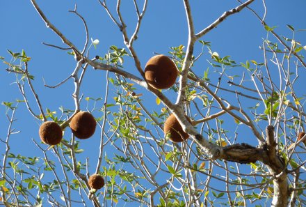 Madagaskar Familienreise - Madagaskar Family & Teens - Baobabfrucht