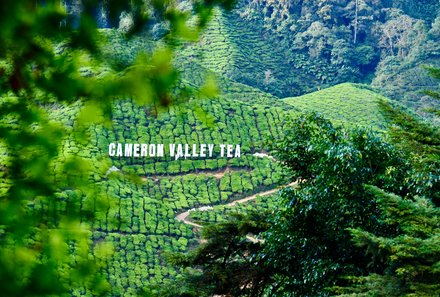 Familienurlaub Malaysia & Borneo - Malaysia & Borneo for family individuell - Cameron Highlands - Cameron Valley Tea