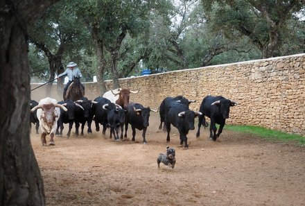 Andalusien for family - Familienreise Andalusien - Kampfstiere