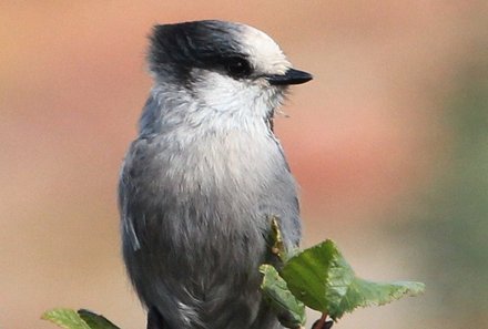 Familienreise_Kanada_Vogel